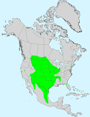 North America species range map for Upright Prairie Coneflower, Ratibida columnifera: Click image for full size map.